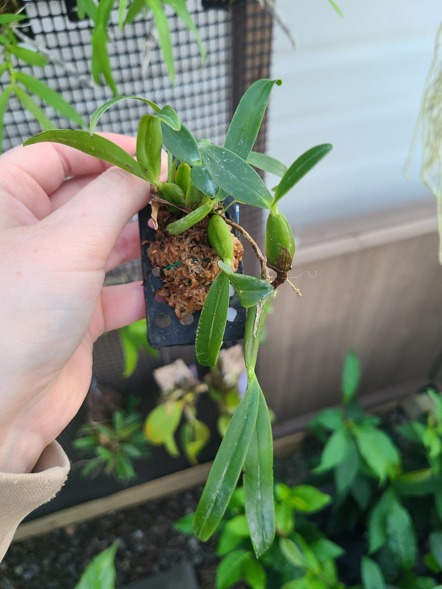 Bulbophyllum falcatum