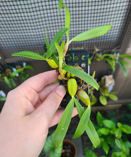 Bulbophyllum falcatum