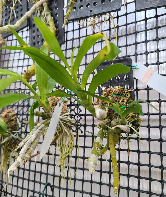 Dendrobium bensoniae