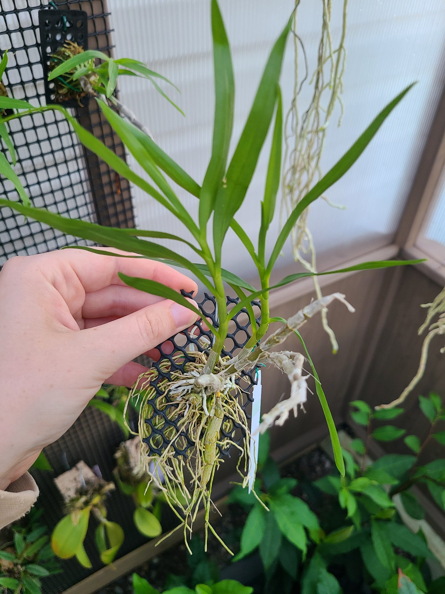 Dendrobium bensoniae