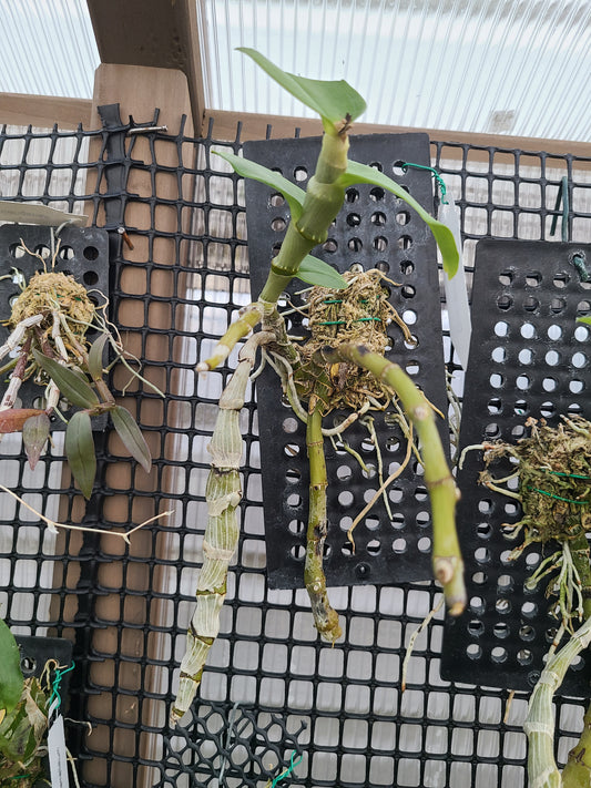 Dendrobium ochreatum