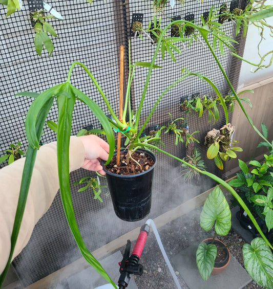 Philodendron paloraense