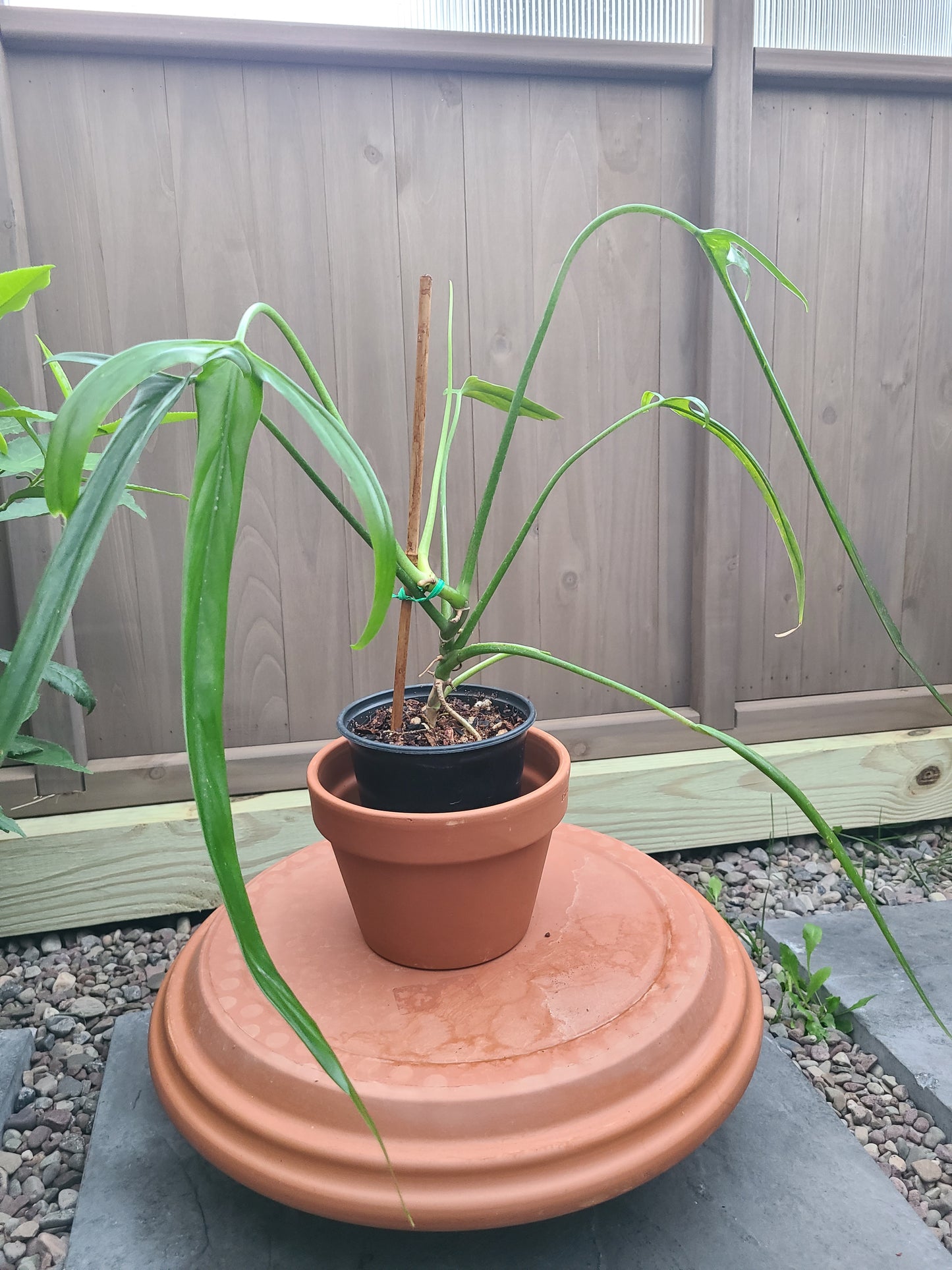 Philodendron paloraense