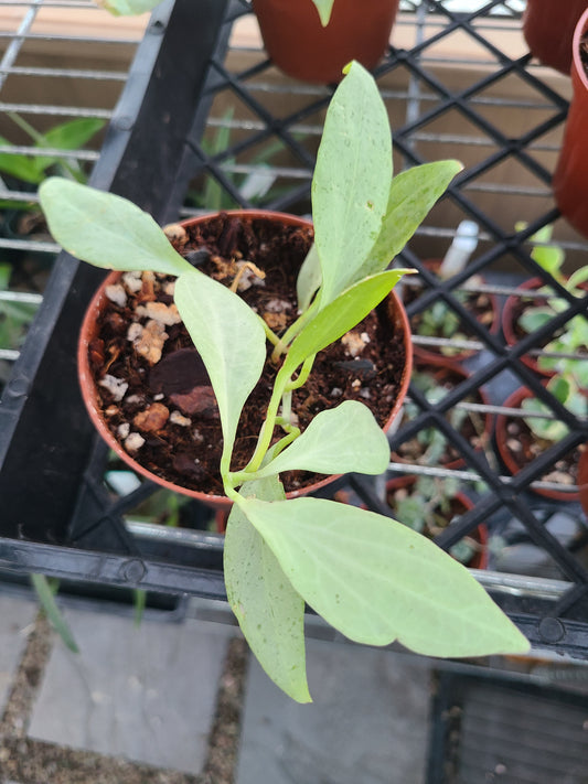 Hoya nicholsoniae 'New Guinea Ghost'