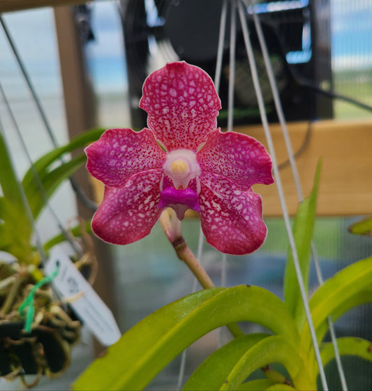 Vanda Arjuna x Sandra Gail Hatos