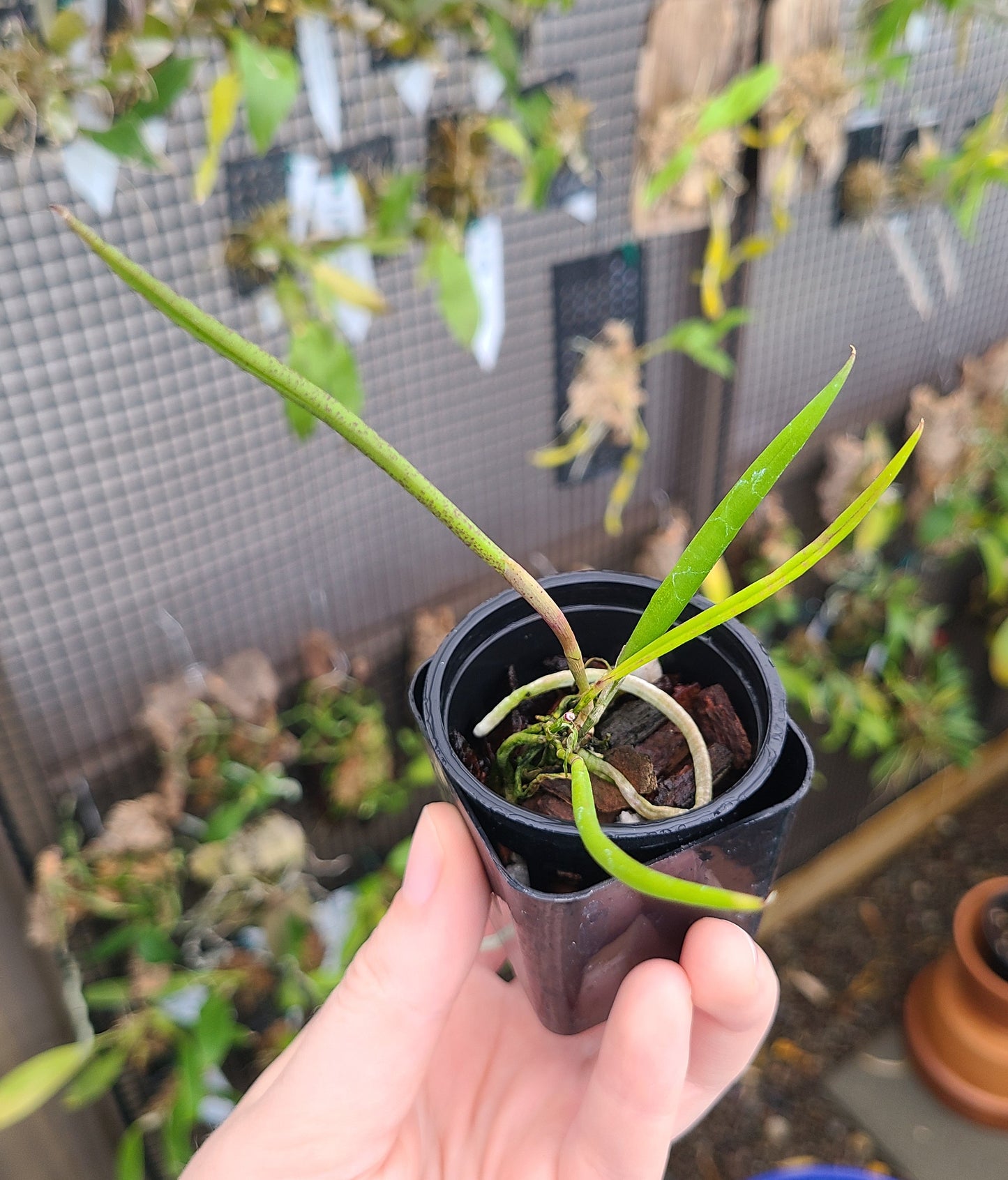 Brassavola martiana 'Mint Mist' AM/AOS x self