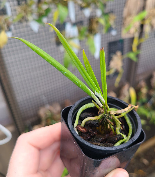 Brassavola martiana 'Mint Mist' AM/AOS x self