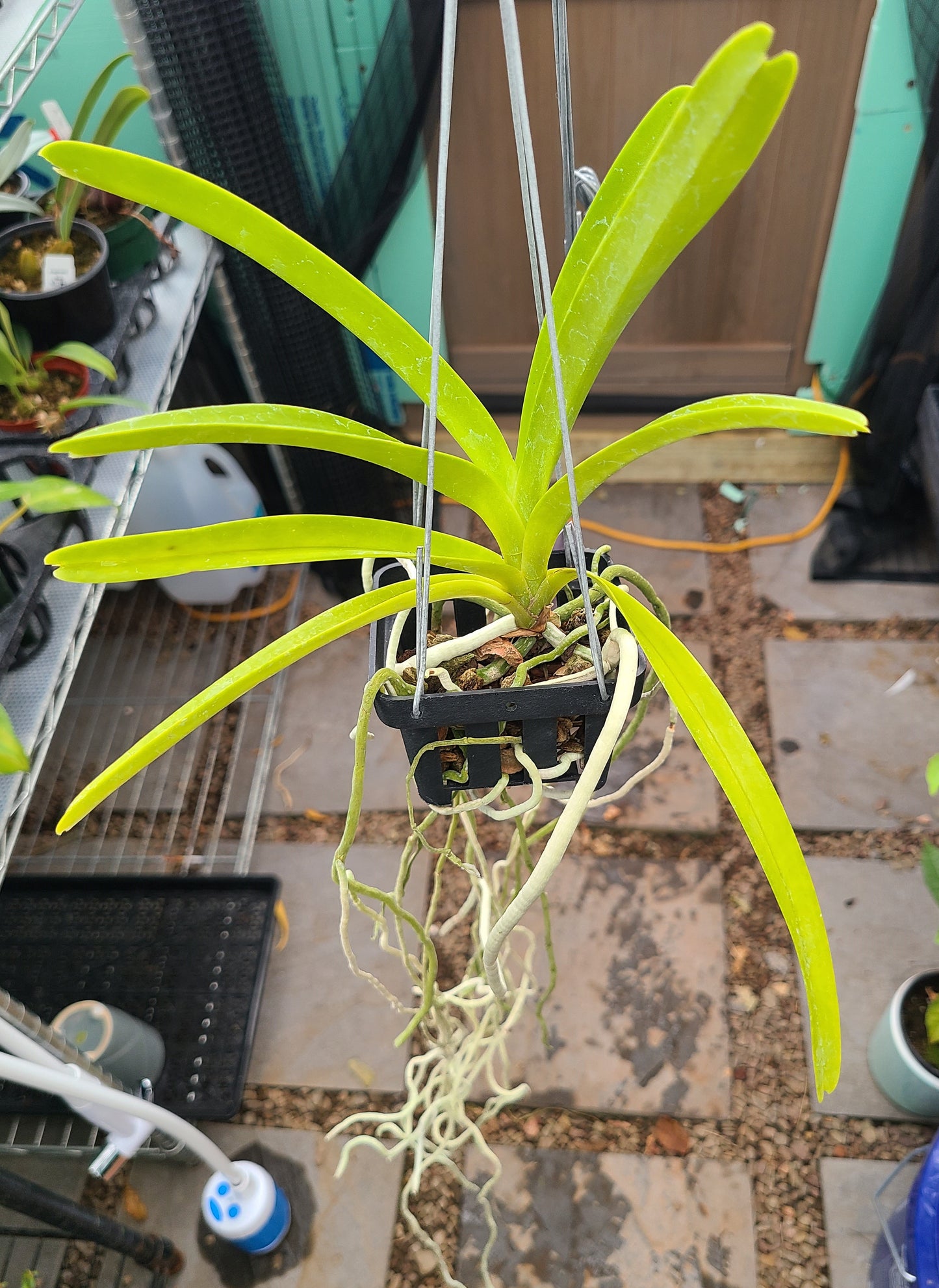 Vanda Boris 'Exotic Orchids' x lamellata 'Haiku'