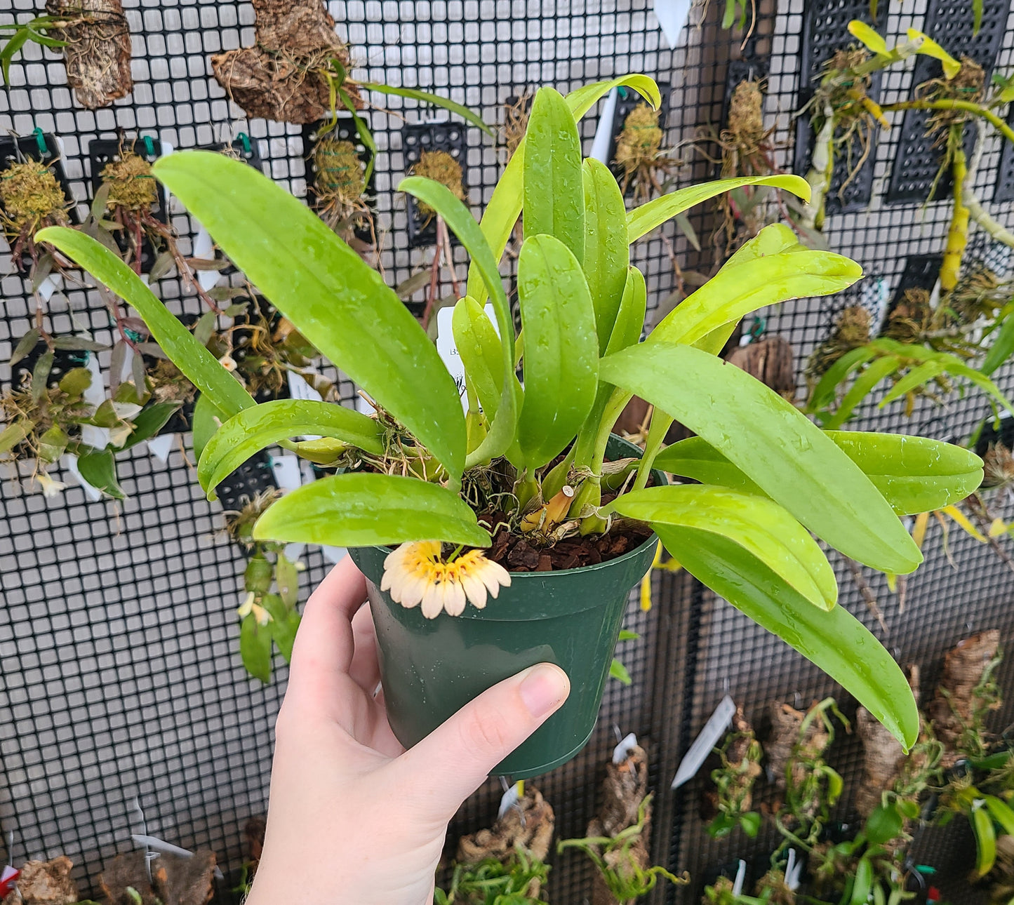 Bulbophyllum lepidum