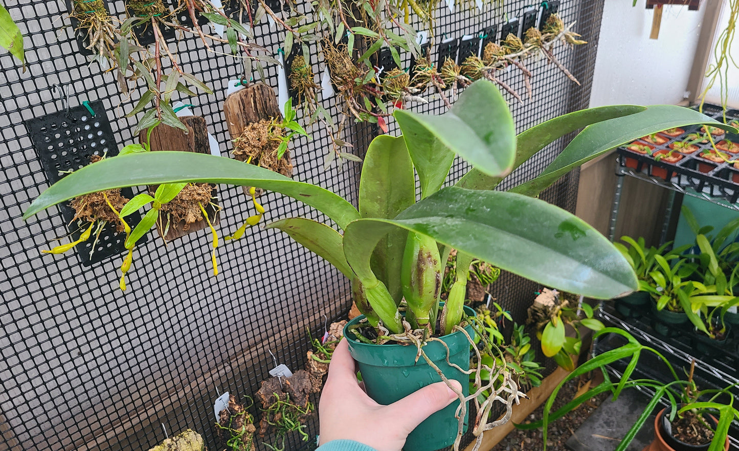 Rhyncatlaelia Niña Bonita