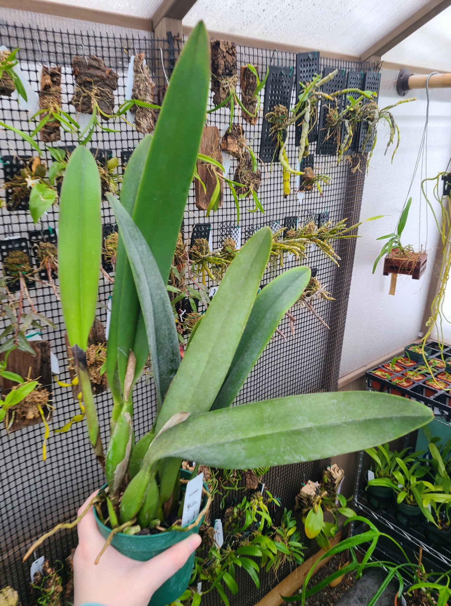 Rhyncatlaelia Niña Bonita