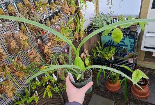 Encyclia oncidioides