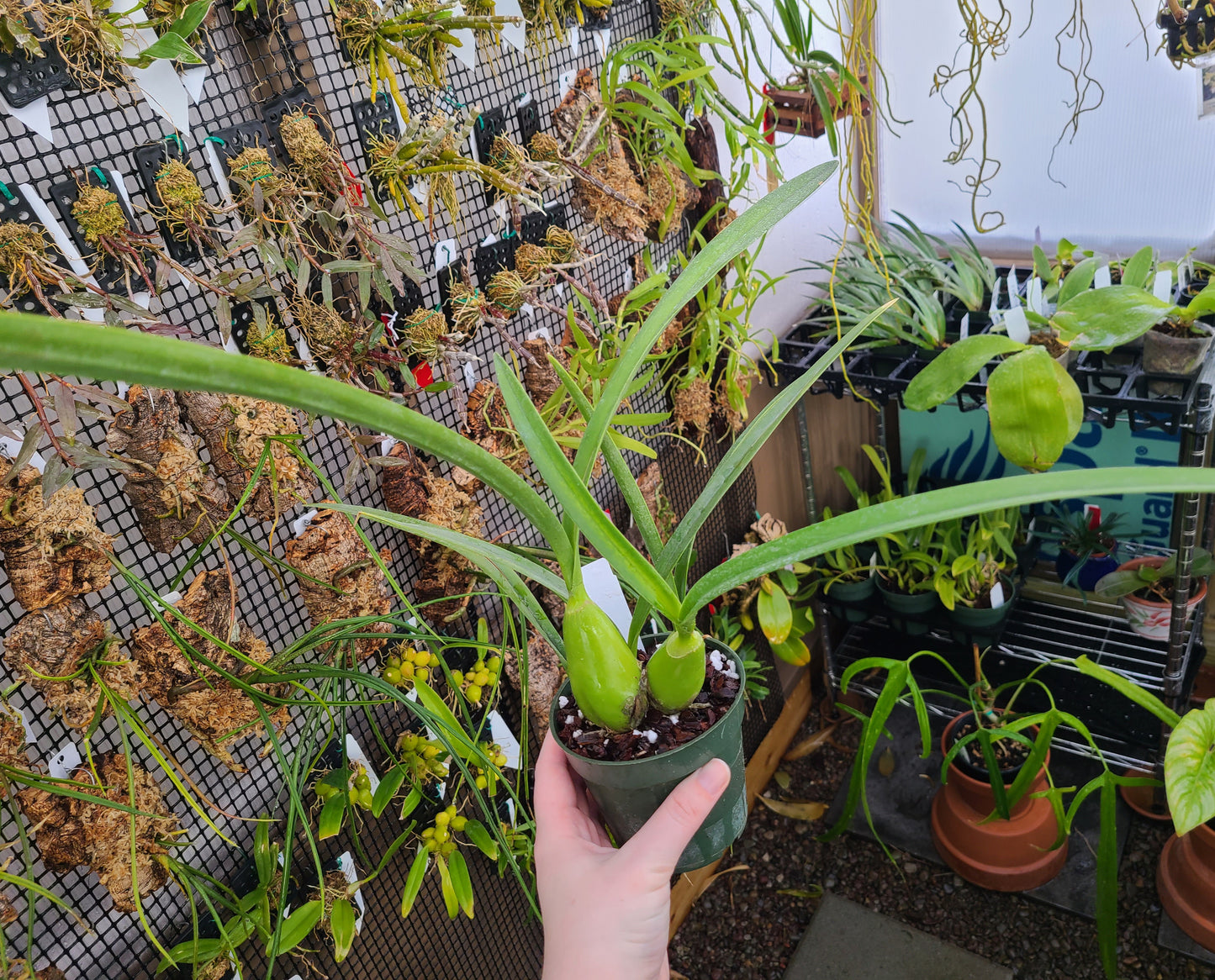 Encyclia oncidioides