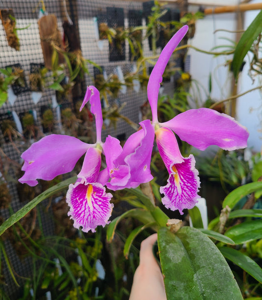Cattleya maxima 'La Churonita'