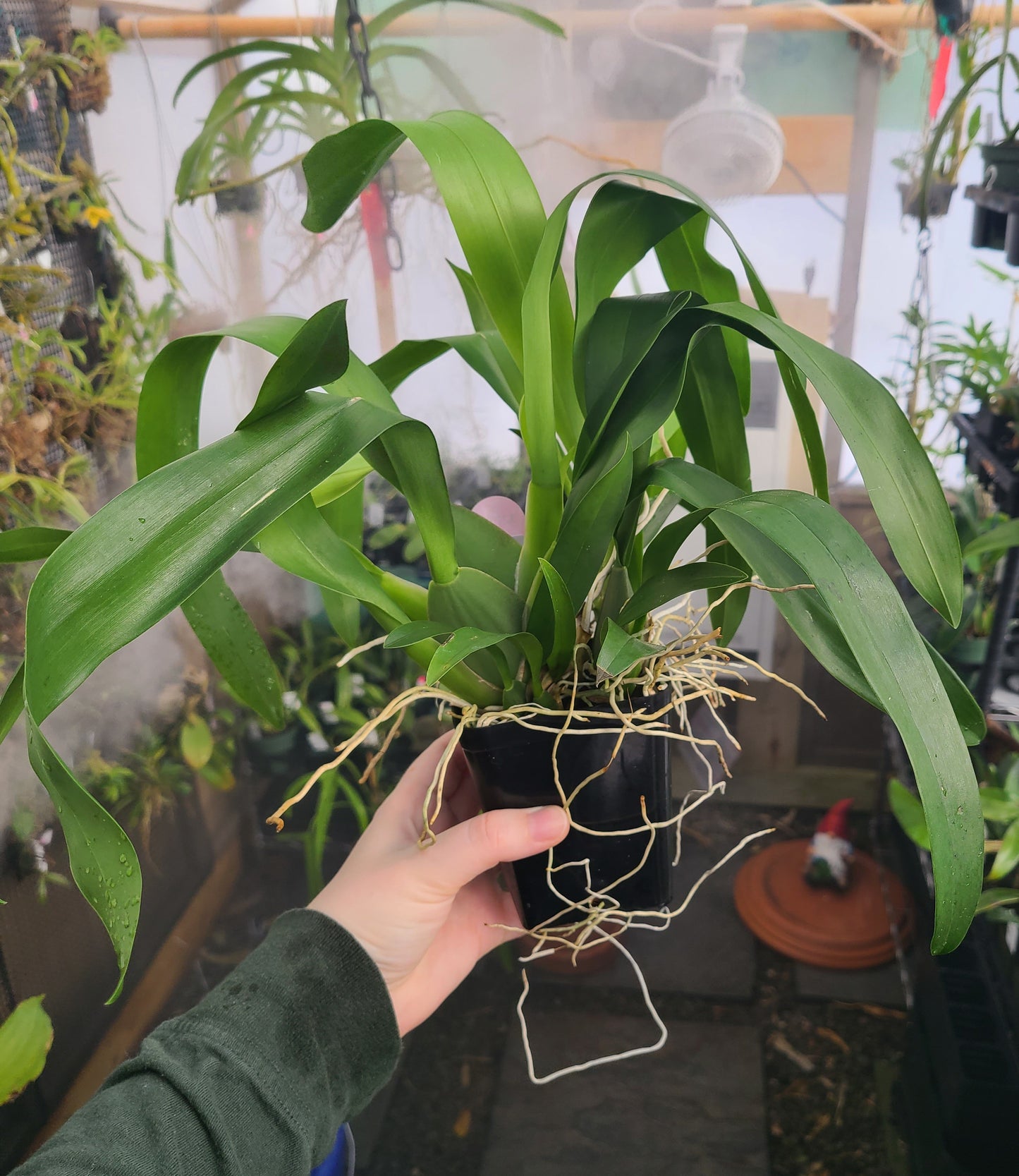 Odontocidium Wildcat 'Bobcat'