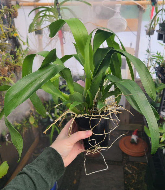 Odontocidium Wildcat 'Bobcat'