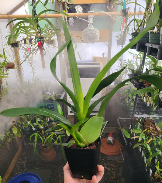 Oncidium Heaven Scent 'Redolence'