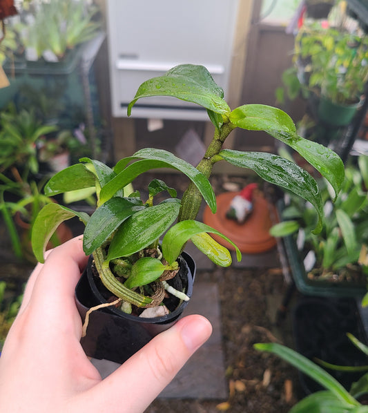 Dendrobium QF Makani (Dawn Maree x Peng Seng)