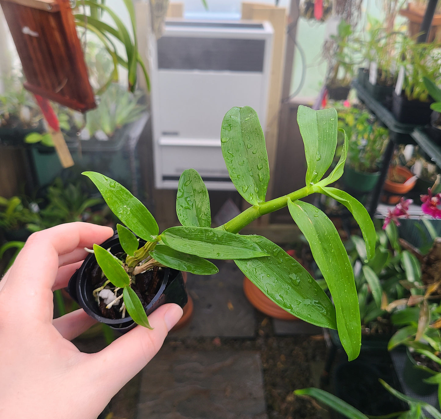 Dendrobium smillieae 'H&R Giant' x 'Lea'