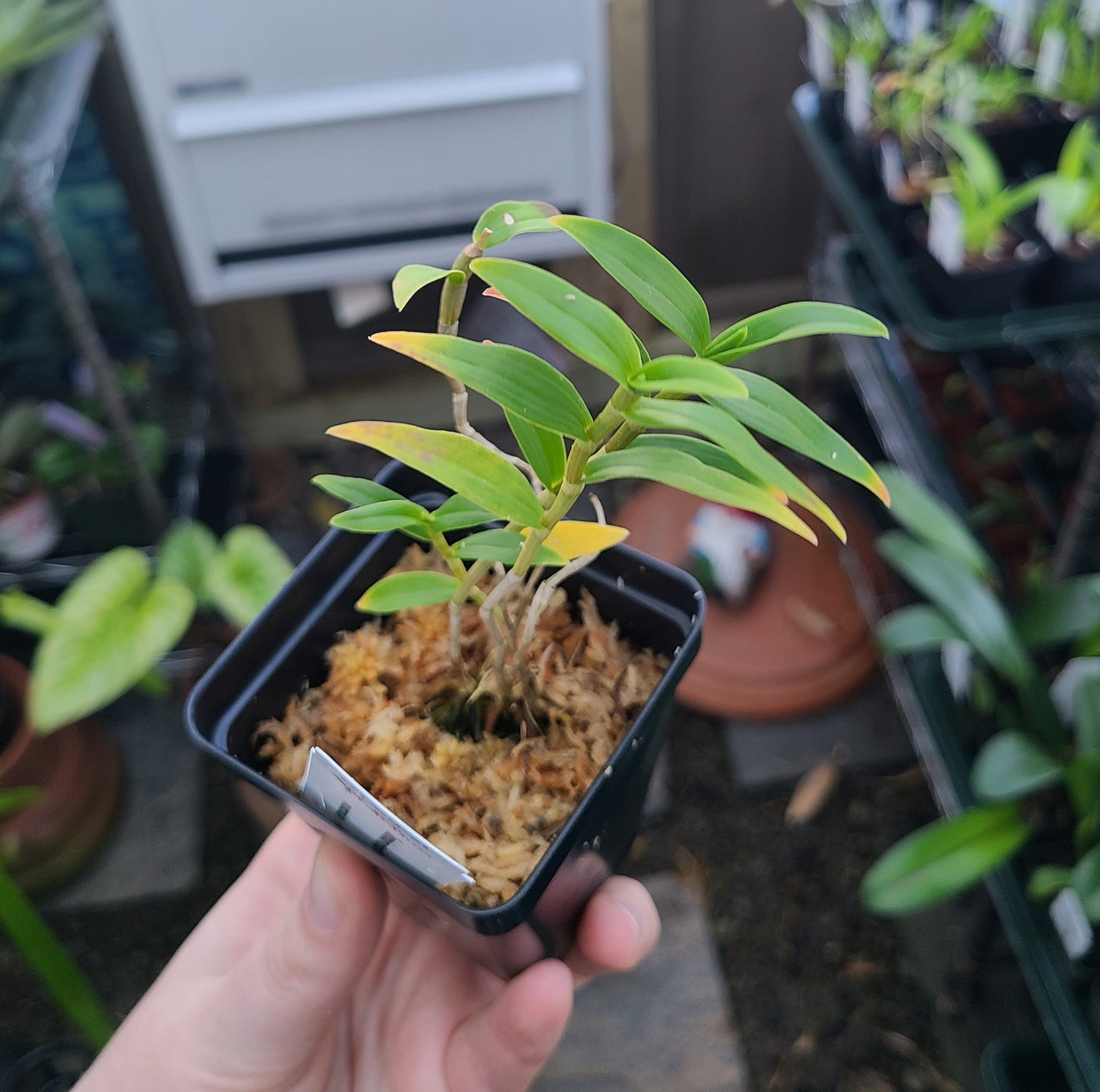 Dendrobium victoriae-reginae