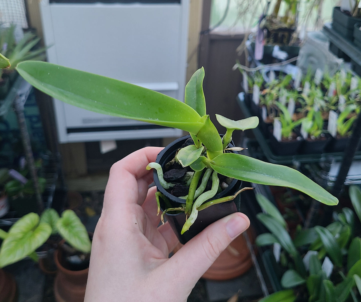 Cattleya purpurata var. flammea 'Maui' x sib 'Extra'