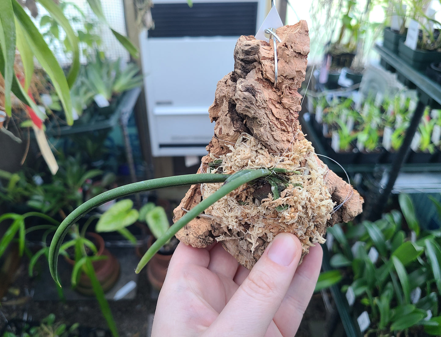 Trichocentrum Jason Fuchs (jonesianum x stacyi)
