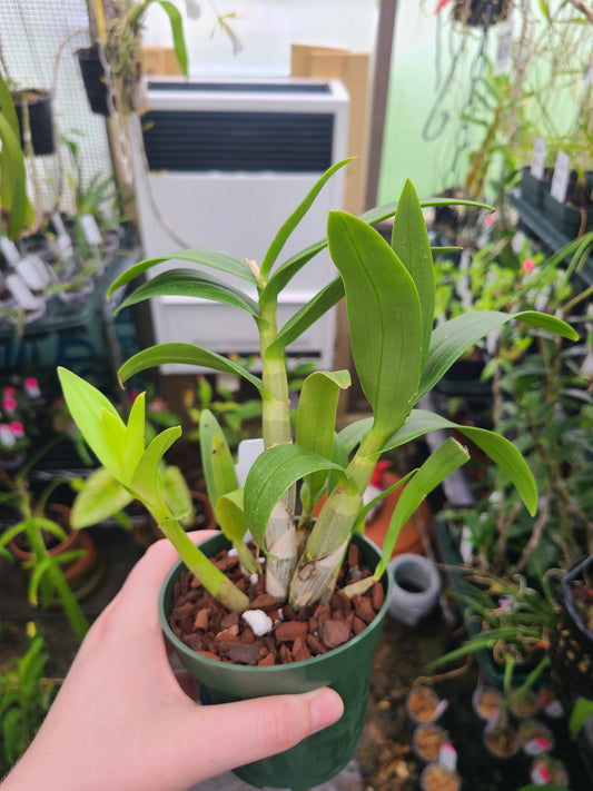 Dendrobium bigibbum var. compactum 'Zechia Lynn'