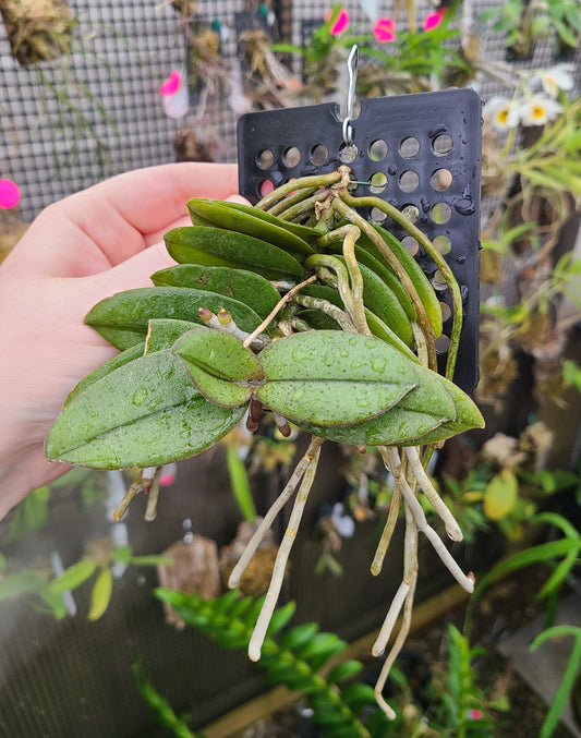 Phalaenopsis pulcherrima var. dwarf