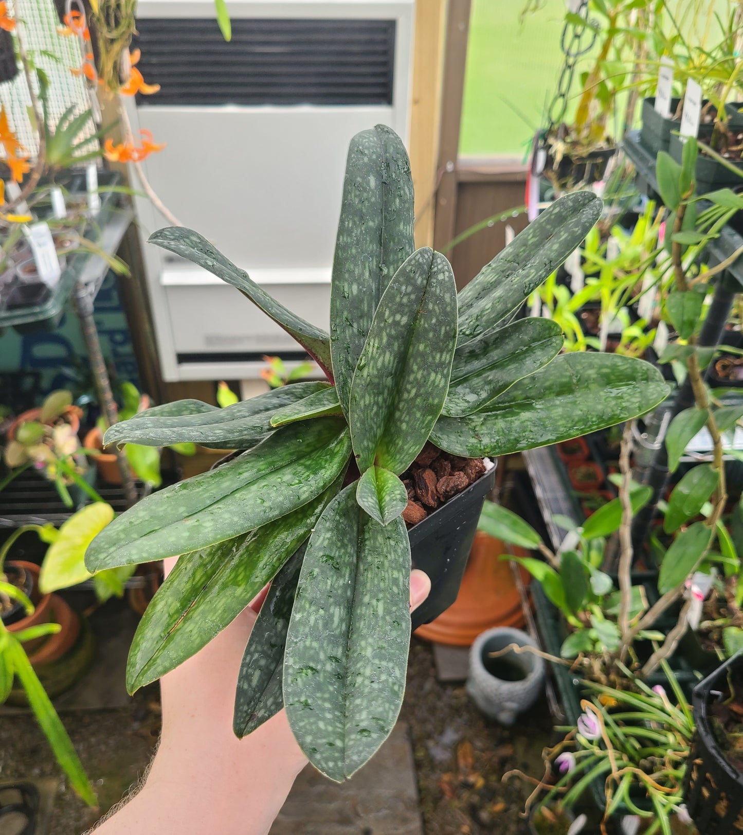 Paphiopedilum God's Pearl