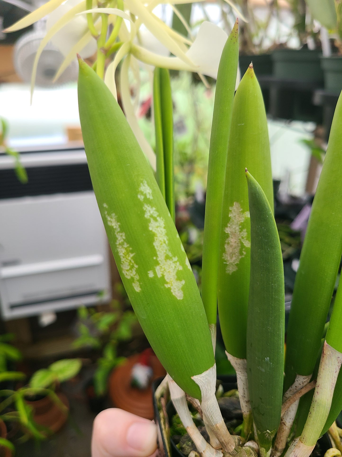 Brassavola nodosa 'Mas Mejor' x sib 'Remar'