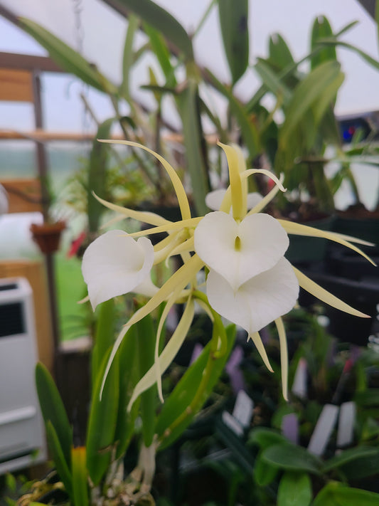 Brassavola nodosa 'Mas Mejor' x sib 'Remar'