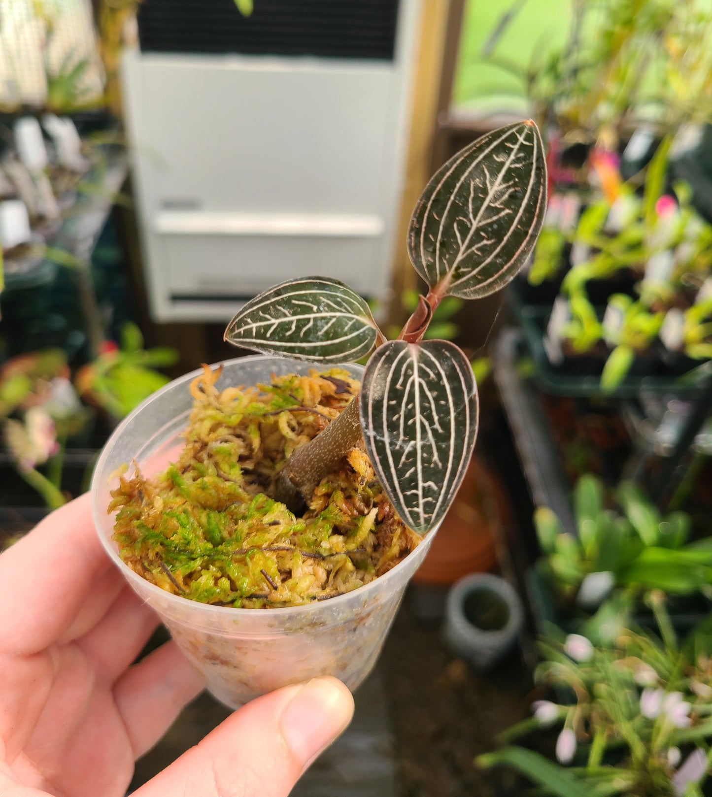 Ludisia discolor 'Jewelyana'
