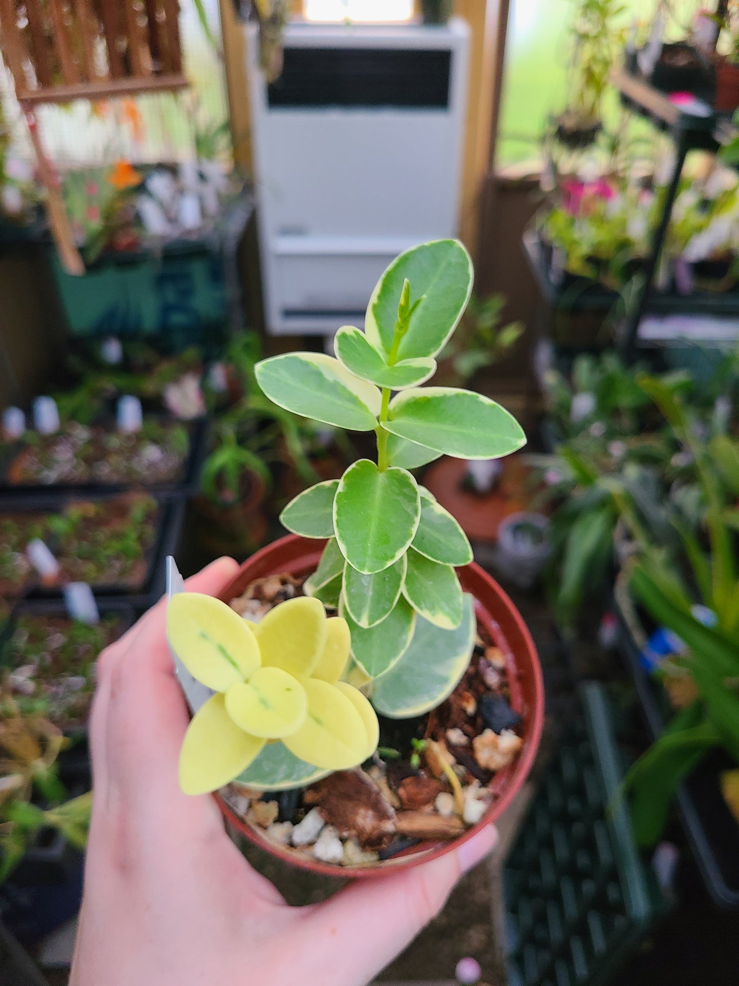 Hoya cumingiana albo