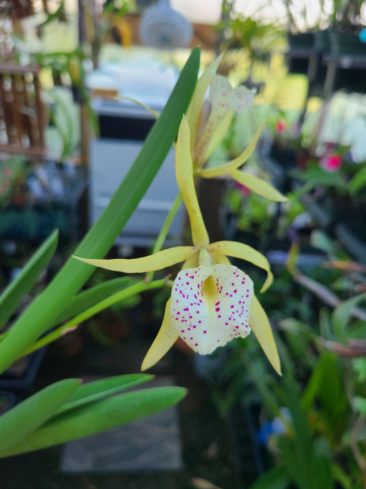 Brassocattleya Yellow Bird