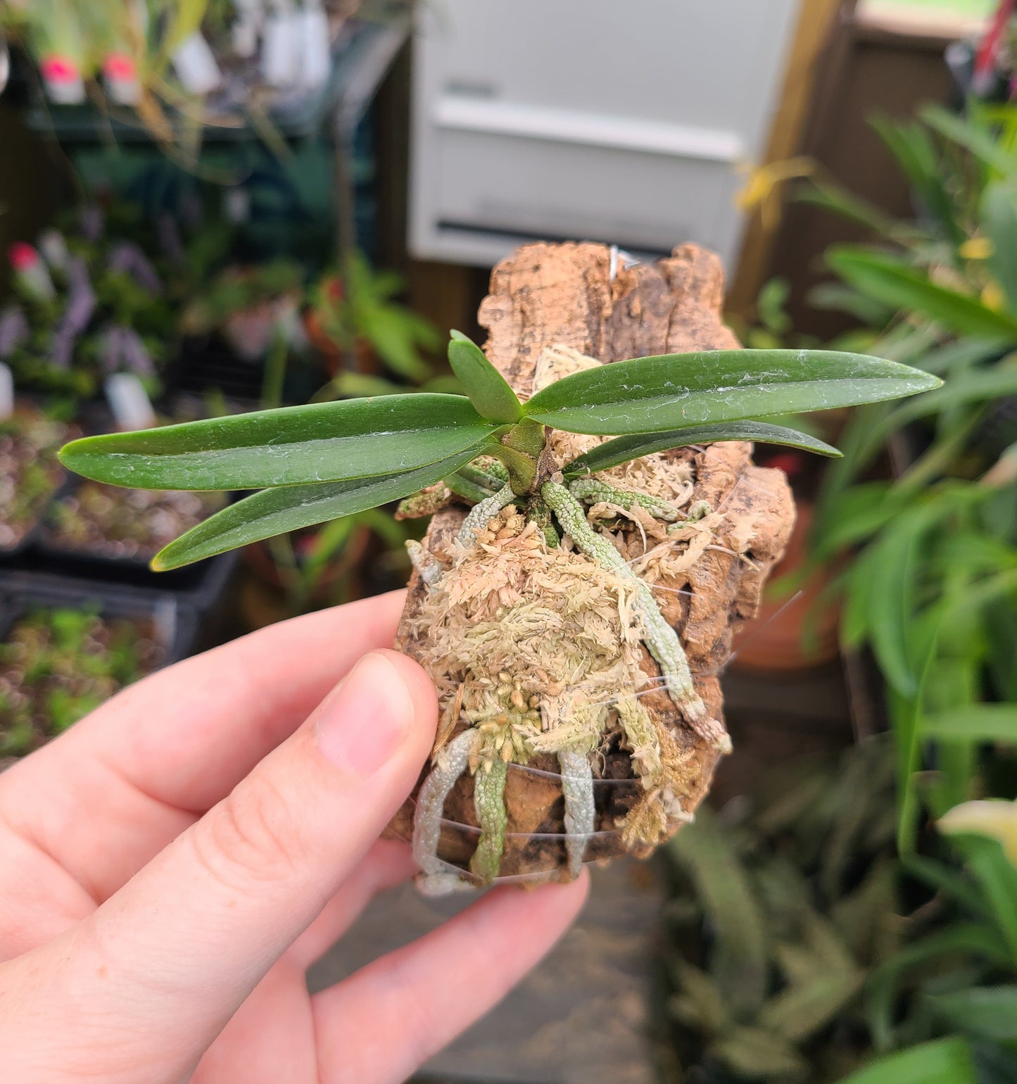 Angraecum elephantinum