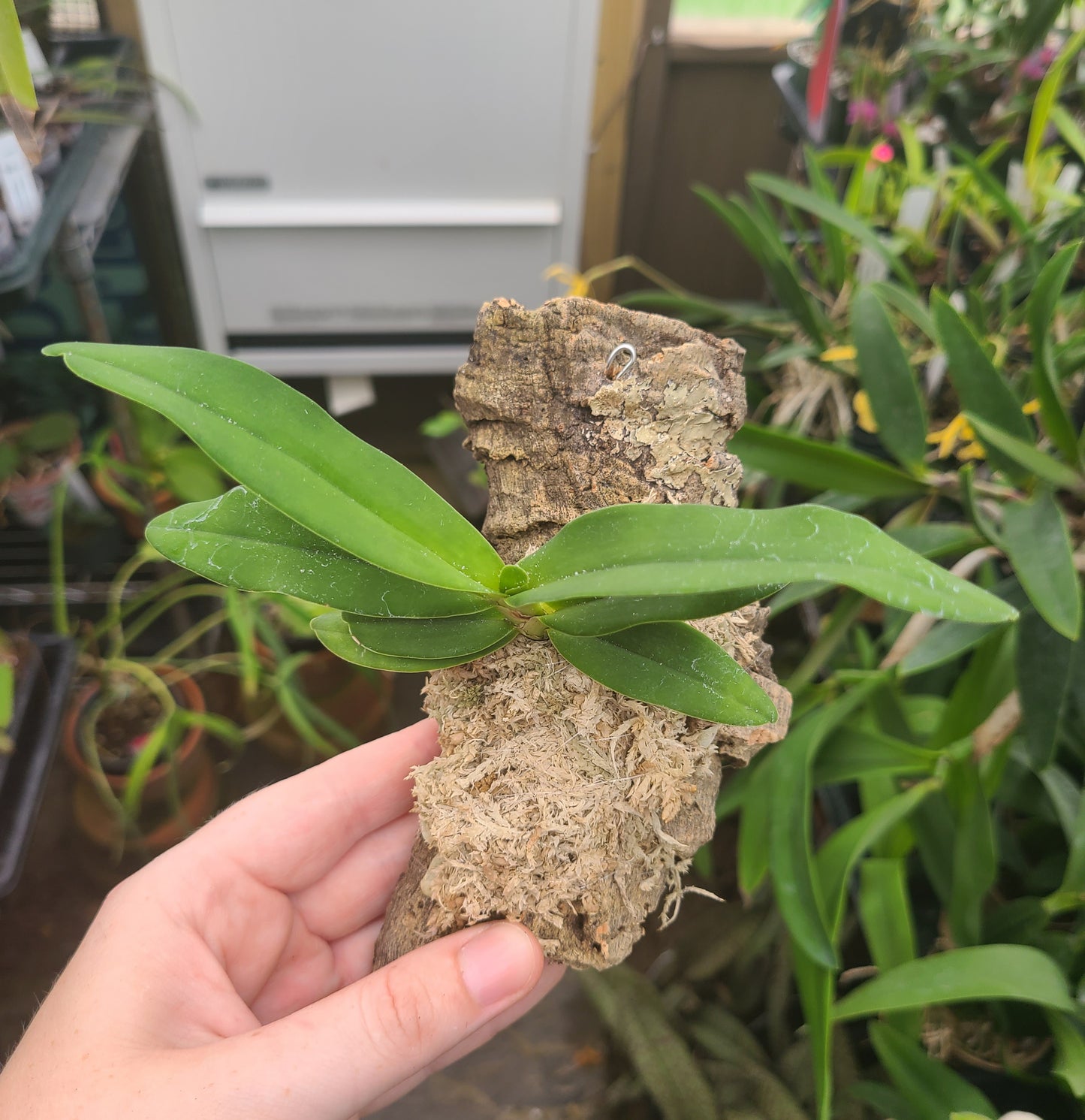 Sobennikoffia robusta