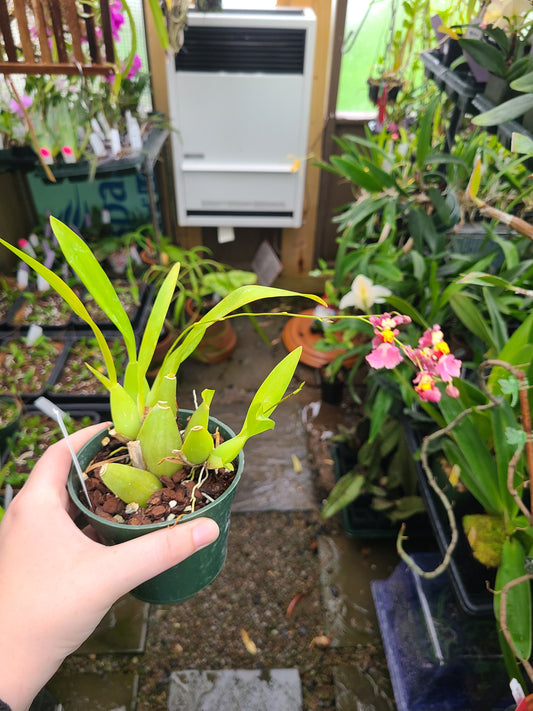 Oncidium hybrid