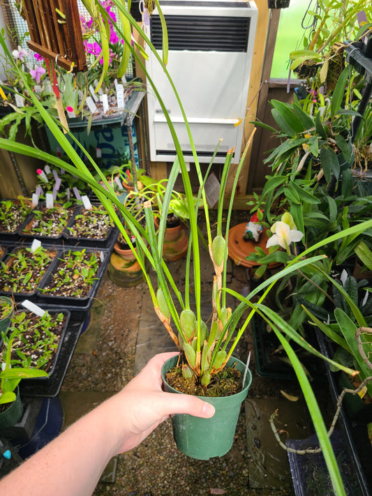 Maxillaria tenuifolia