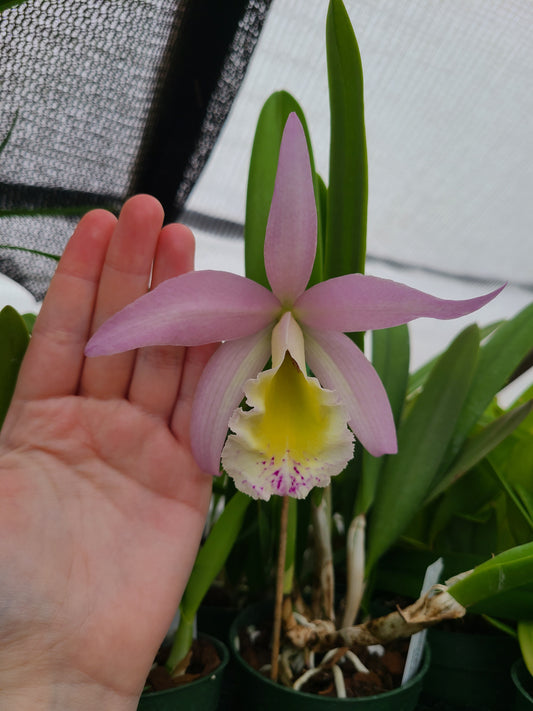 Rhyncholaeliocattleya Donna Kimura x Brassavola nodosa