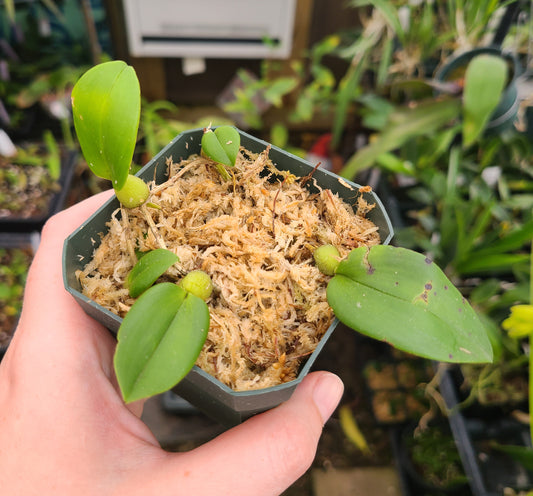 Bulbophyllum membranaceum