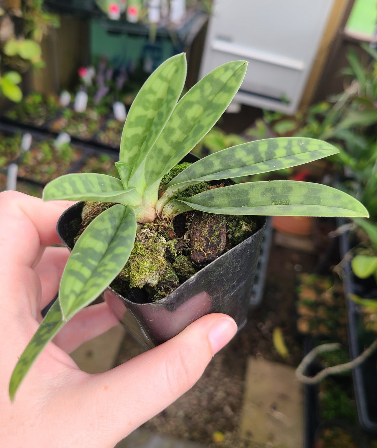 Paphiopedilum tonsum var. curtisifolium 'Frenchtown'