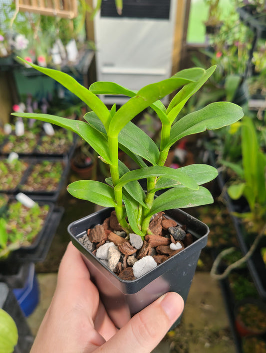 Epidendrum Max Valley