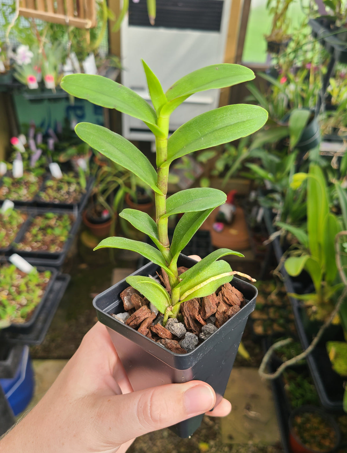 Epidendrum Max Valley