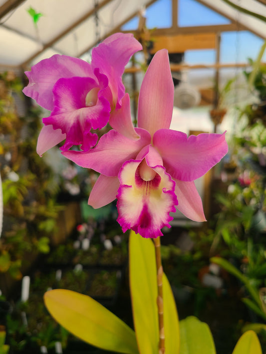 Brassoepidendrum Lia's Dream