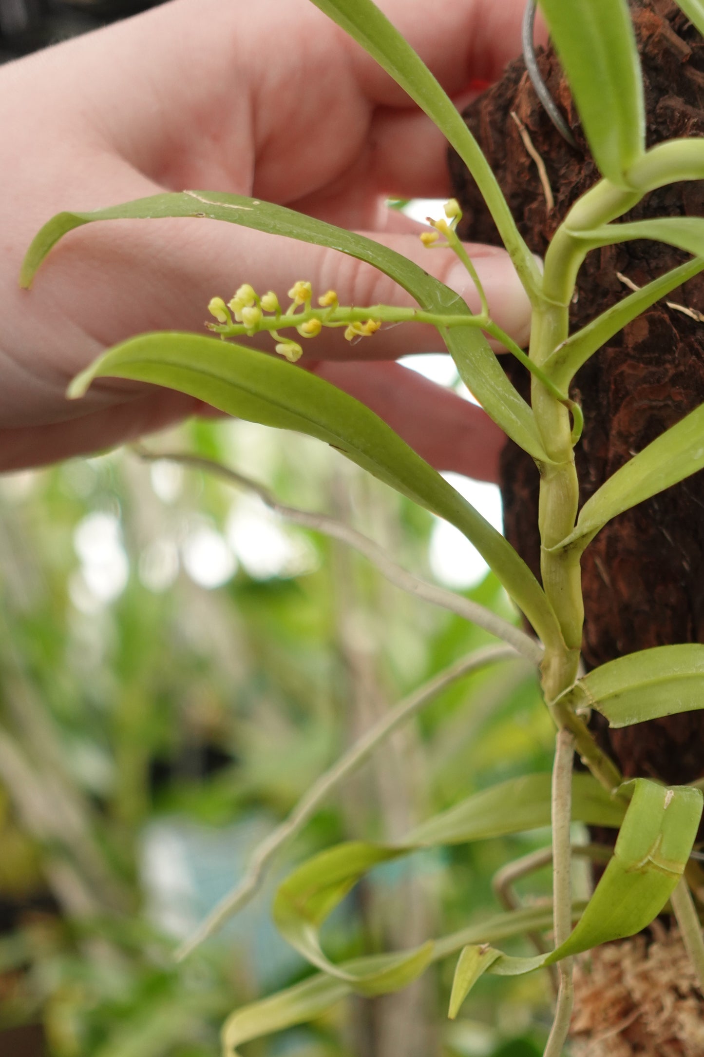 Smitinandia helferi
