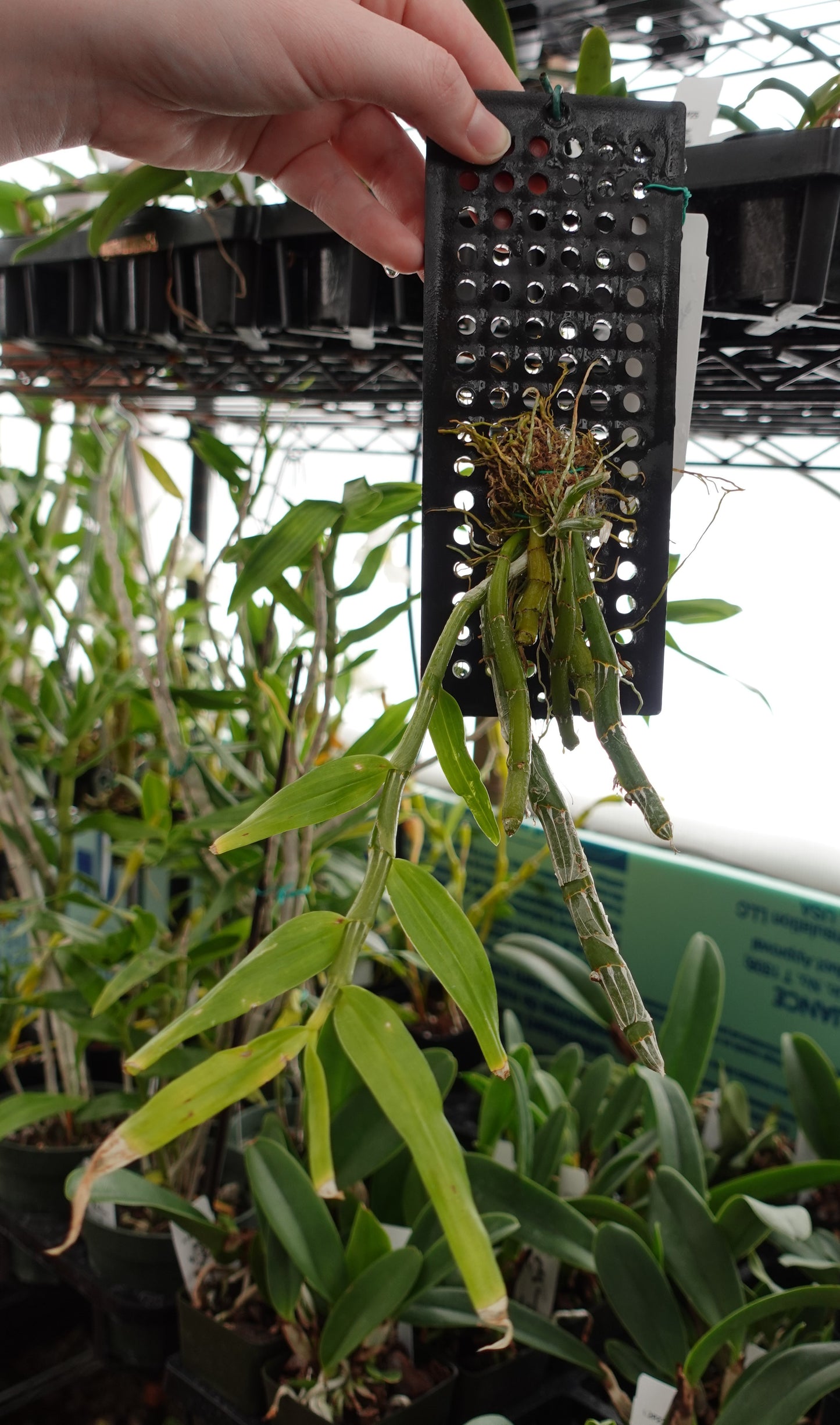 Dendrobium crepidatum