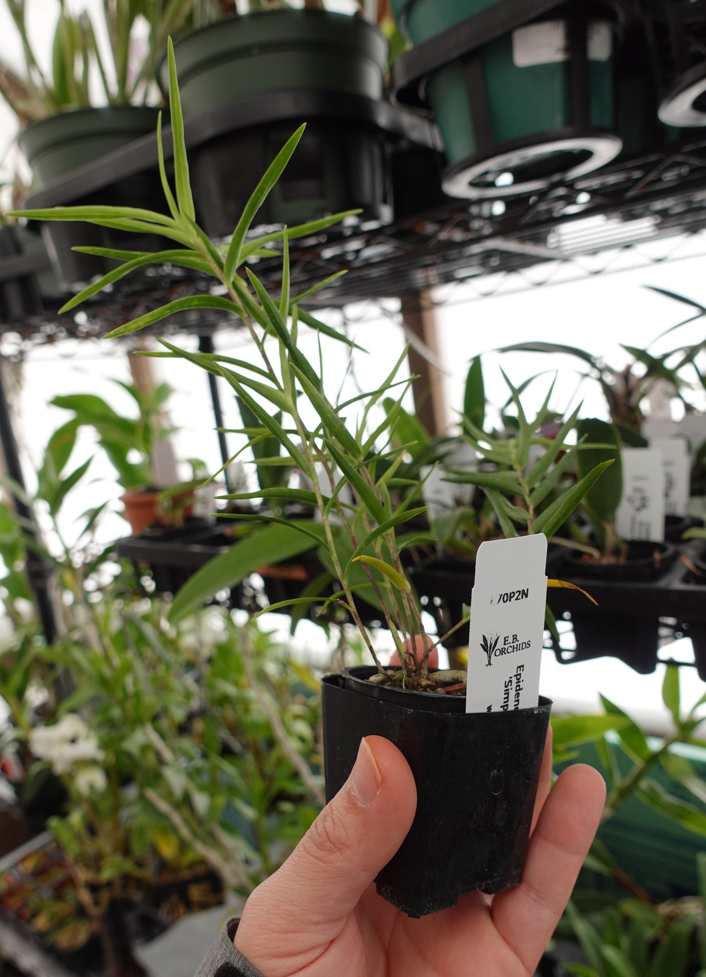 Epidendrum centropetalum 'Simply Irrisistable' x self