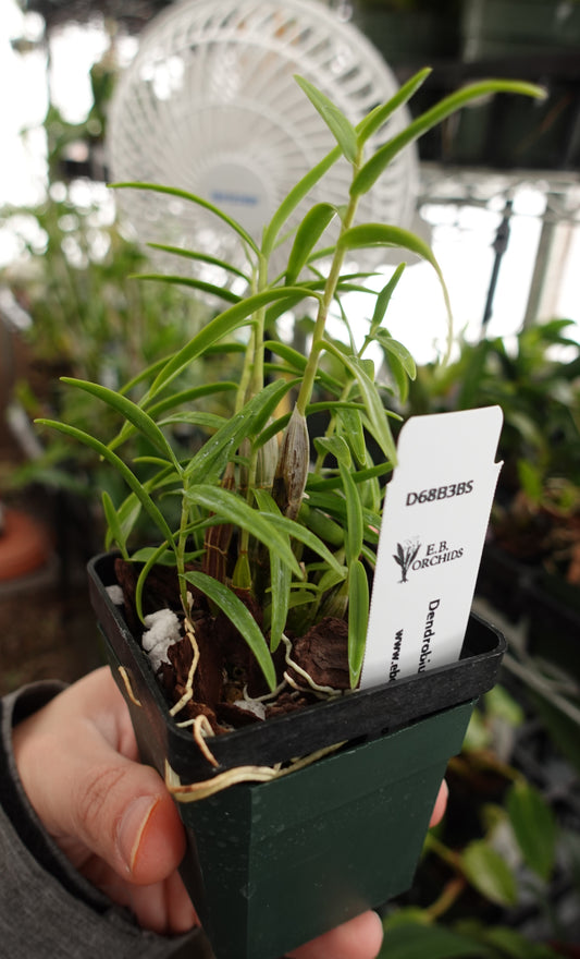 Dendrobium faciferum