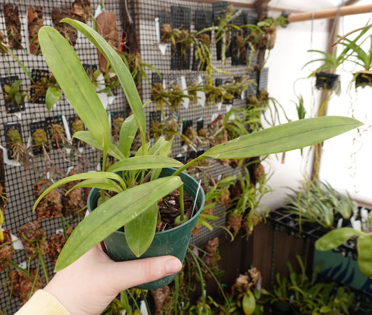 Maxillaria hennisiana
