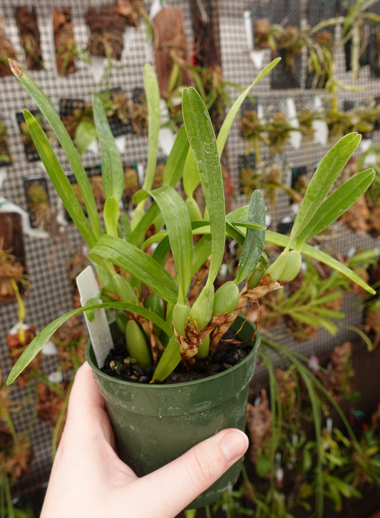 Maxillariella variabilis